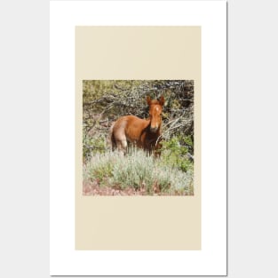 Wild Horse, foal, wildlife, Precious Babe Posters and Art